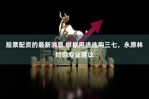 股票配资的最新消息 根据用途选购三七，永原林给你专业建议